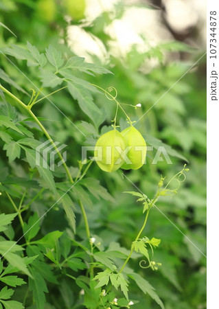 かわいい風船葛（フウセンカズラ） 107344878