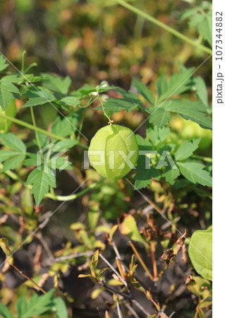 かわいい風船葛（フウセンカズラ） 107344882