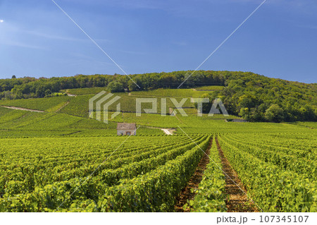 Typical vineyards near Clos de Vougeot, Cote de Nuits, Burgundy, France Typical vineyards near Clos de Vougeot, Cote de Nuits, Burgundy, France 107345107