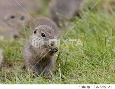 Ground squirrel colony (Syslovisko Biele vody), National park Muranska Planina, Slovakia Ground squirrel colony (Syslovisko Biele vody), National park Muranska Planina, Slovakia 107345121