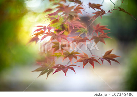 京都の秋、鹿王院の参道、色づきはじめのカラフルな紅葉、青い背景に赤いもみじ 107345486