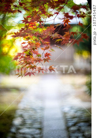 京都の秋、鹿王院の参道、色づきはじめのカラフルな紅葉、石畳の道に赤いもみじ 京都の秋、鹿王院の参道、色づきはじめのカラフルな紅葉、石畳の道に赤いもみじ 107345487