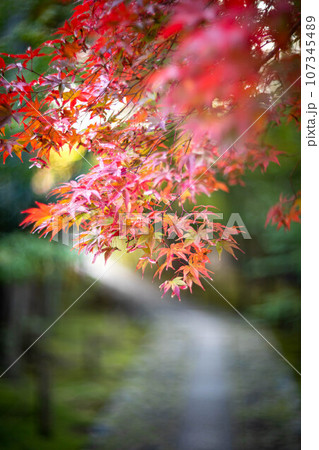京都の秋、鹿王院の参道、色づきはじめのカラフルな紅葉、石畳の道に赤いもみじ 京都の秋、鹿王院の参道、色づきはじめのカラフルな紅葉、石畳の道に赤いもみじ 107345489