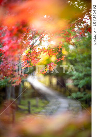 京都の秋、鹿王院の参道、色づきはじめのカラフルな紅葉、石畳の道に鮮やかなもみじ 107345492