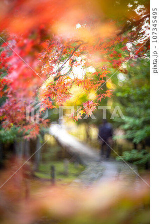 京都の秋、鹿王院の参道、色づきはじめのカラフルな紅葉、石畳の道に鮮やかなもみじ 107345495