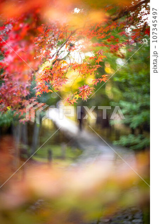 京都の秋、鹿王院の参道、色づきはじめのカラフルな紅葉、石畳の道に鮮やかなもみじ 107345497
