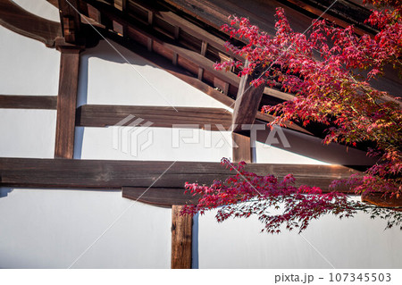 京都の秋、鹿王院の紅葉、庫裡の白壁に真っ赤なもみじ 京都の秋、鹿王院の紅葉、庫裡の白壁に真っ赤なもみじ 107345503