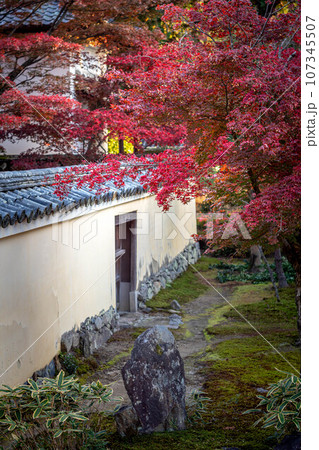 京都の秋、鹿王院の紅葉、庫裡から本庭の真っ赤な紅葉を眺める 107345507