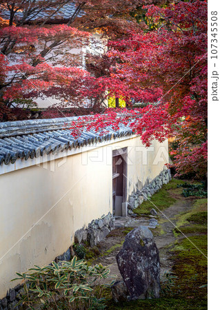 京都の秋、鹿王院の紅葉、庫裡から本庭の真っ赤な紅葉を眺める 107345508