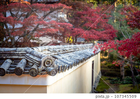 京都の秋、鹿王院の紅葉、美しい造形の瓦をあしらった築地塀と本庭の真っ赤な紅葉を眺める 107345509
