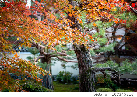京都の秋、鹿王院の紅葉、本庭の色づきはじめのカラフルな紅葉を眺める 107345516