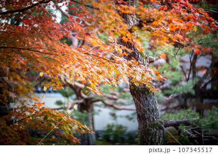 京都の秋、鹿王院の紅葉、本庭の色づきはじめのカラフルな紅葉を眺める 107345517
