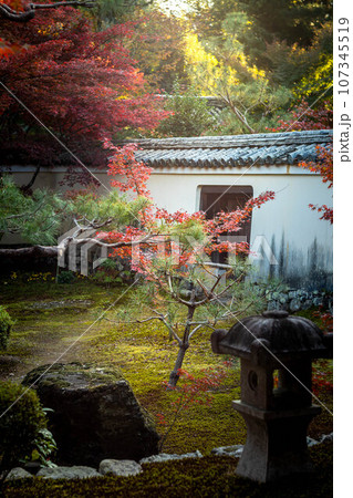 京都の秋、鹿王院の紅葉、秋の夕陽さす本庭の真っ赤な紅葉 107345519