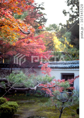 京都の秋、鹿王院の紅葉、秋の夕陽さす本庭の真っ赤な紅葉 京都の秋、鹿王院の紅葉、秋の夕陽さす本庭の真っ赤な紅葉 107345520
