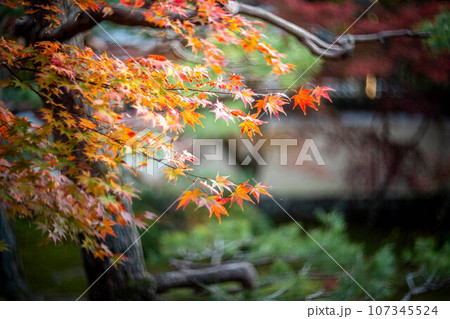 京都の秋、鹿王院の紅葉、秋の夕陽さす本庭の真っ赤な紅葉 107345524