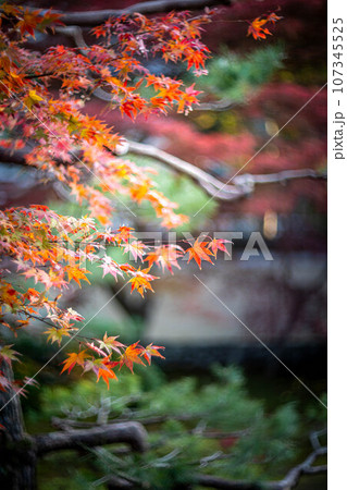 京都の秋、鹿王院の紅葉、秋の夕陽さす本庭の真っ赤な紅葉 107345525