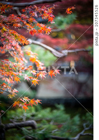 京都の秋、鹿王院の紅葉、秋の夕陽さす本庭の真っ赤な紅葉 107345526