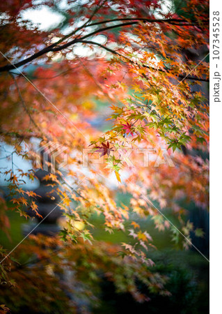 京都の秋、鹿王院の紅葉、秋の夕陽さす本庭のカラフルな紅葉、光の渦 107345528