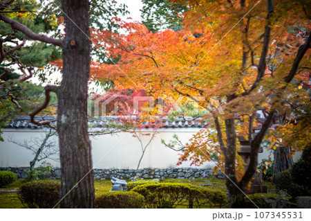 京都の秋、鹿王院の紅葉、秋の夕陽さす本庭のカラフルな紅葉 107345531