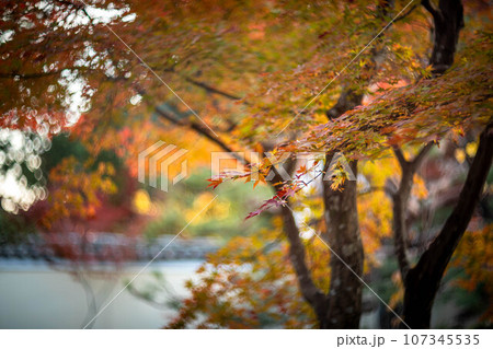 京都の秋、鹿王院の紅葉、秋の夕陽さす本庭のカラフルな紅葉 107345535