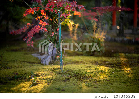 京都の秋、鹿王院の紅葉、秋の夕陽さす苔床の参道にカラフルな紅葉、光の渦 107345538