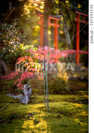 京都の秋、鹿王院の紅葉、秋の夕陽さす苔床の参道にカラフルな紅葉、光の渦 107345539