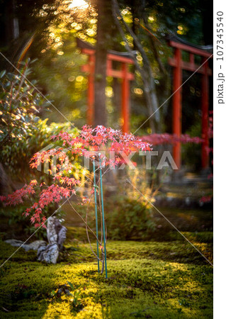 京都の秋、鹿王院の紅葉、秋の夕陽さす苔床の参道にカラフルな紅葉、光の渦 京都の秋、鹿王院の紅葉、秋の夕陽さす苔床の参道にカラフルな紅葉、光の渦 107345540