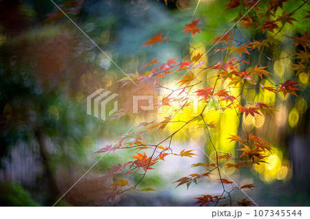 京都の秋、鹿王院の紅葉、秋の夕陽さす参道のカラフルな紅葉、光の渦 107345544