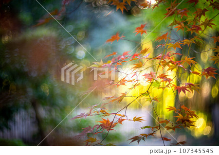 京都の秋、鹿王院の紅葉、秋の夕陽さす参道のカラフルな紅葉、光の渦 京都の秋、鹿王院の紅葉、秋の夕陽さす参道のカラフルな紅葉、光の渦 107345545