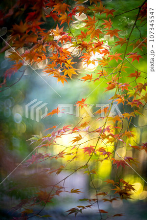 京都の秋、鹿王院の紅葉、秋の夕陽さす参道のカラフルな紅葉、光の渦 107345547