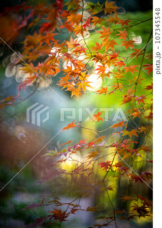京都の秋、鹿王院の紅葉、秋の夕陽さす参道のカラフルな紅葉、光の渦 107345548
