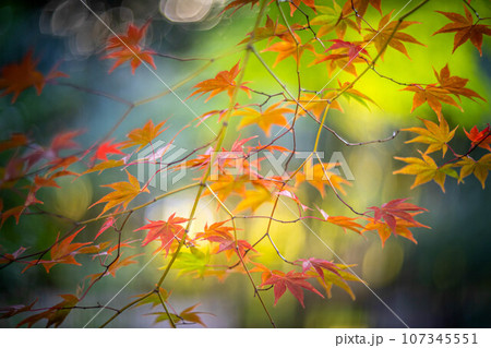 京都の秋、鹿王院の紅葉、秋の夕陽さす参道のカラフルな紅葉、光の渦 107345551
