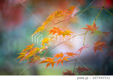 京都の秋、鹿王院の紅葉、秋の夕陽さす参道のカラフルな紅葉、光の渦 京都の秋、鹿王院の紅葉、秋の夕陽さす参道のカラフルな紅葉、光の渦 107345552