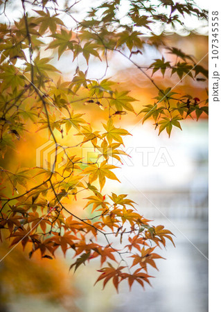 京都の秋、鹿王院の紅葉、秋の夕陽さす参道のカラフルな紅葉、光の渦 107345558