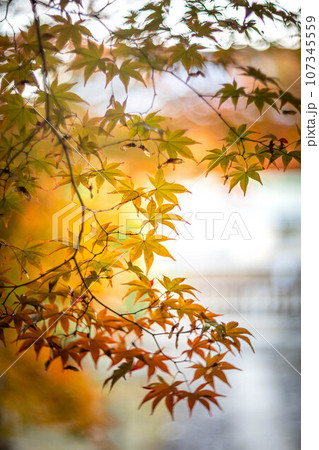 京都の秋、鹿王院の紅葉、秋の夕陽さす参道のカラフルな紅葉、光の渦 107345559