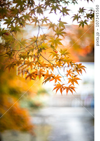 京都の秋、鹿王院の紅葉、秋の夕陽さす参道のカラフルな紅葉、光の渦 107345560
