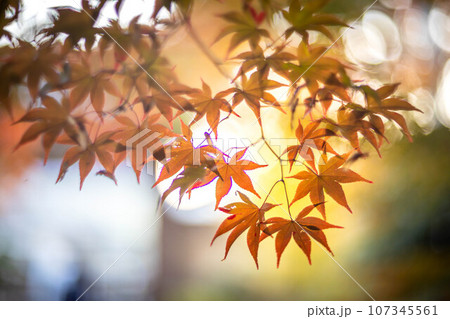 京都の秋、鹿王院の紅葉、秋の夕陽さす参道のカラフルな紅葉、光の渦 107345561