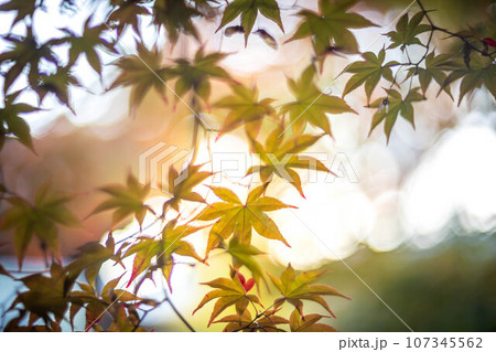 京都の秋、鹿王院の紅葉、秋の夕陽さす参道のカラフルな紅葉、光の渦 107345562