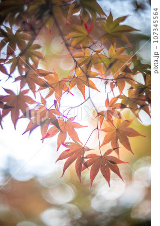 京都の秋、鹿王院の紅葉、秋の夕陽さす参道のカラフルな紅葉、光の渦 107345564