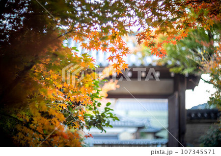 京都の秋、鹿王院の紅葉、秋の夕陽さす山門にカラフルな紅葉、光の渦 107345571