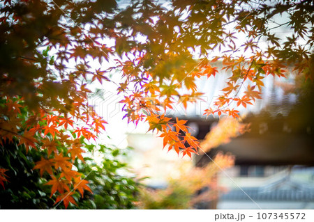 京都の秋、鹿王院の紅葉、秋の夕陽さす山門にカラフルな紅葉、光の渦 107345572