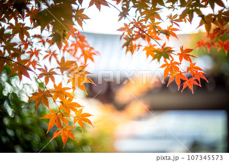 京都の秋、鹿王院の紅葉、秋の夕陽さす山門にカラフルな紅葉、光の渦 107345573