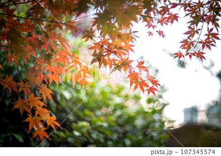 京都の秋、鹿王院の紅葉、秋の夕陽さす山門にカラフルな紅葉、光の渦 京都の秋、鹿王院の紅葉、秋の夕陽さす山門にカラフルな紅葉、光の渦 107345574