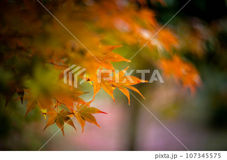 京都の秋、鹿王院の紅葉、秋の夕陽さす参道にカラフルな紅葉、光の渦 107345575