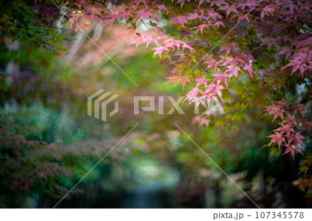 京都の秋、鹿王院の紅葉、秋の夕陽さす参道にカラフルな紅葉、光の渦 京都の秋、鹿王院の紅葉、秋の夕陽さす参道にカラフルな紅葉、光の渦 107345578