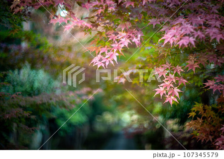 京都の秋、鹿王院の紅葉、秋の夕陽さす参道にカラフルな紅葉、光の渦 107345579