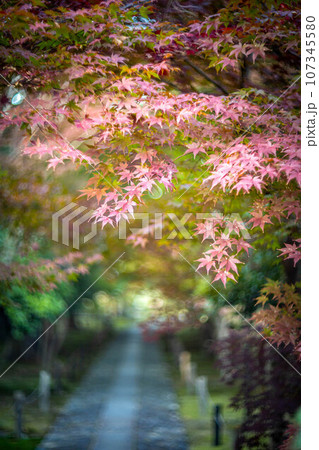 京都の秋、鹿王院の紅葉、秋の夕陽さす参道石畳にカラフルな紅葉、光の渦 107345580