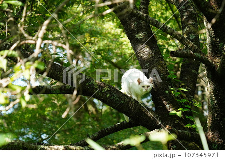 何かを恐れ木に登る可愛い白猫 107345971