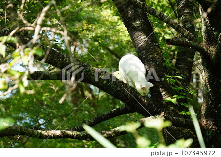 何かを恐れ木に登る可愛い白猫 107345972