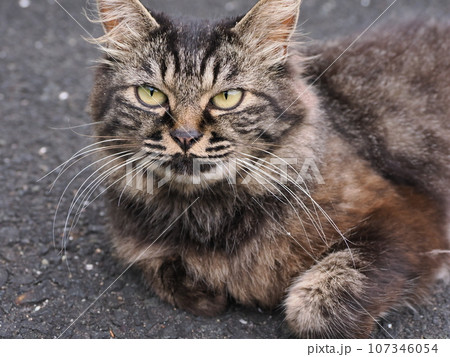 見つめる猫 見つめる猫 107346054